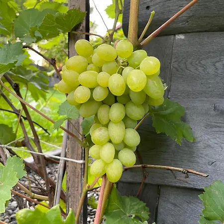 Naturalna Cisza *